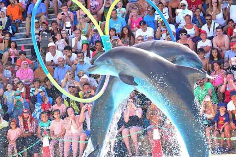 Dolphins Show &