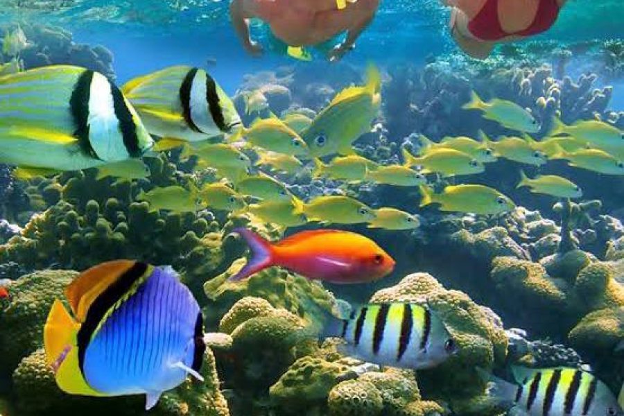 Tiran island Snorkeling Trip